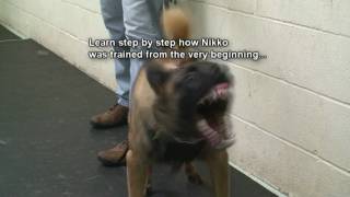 Dog Training  How to train dogs for Real Protection Must See k91com [upl. by Sitoeht608]