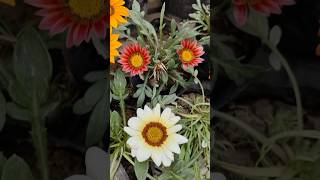 Gazania Rigens flowers Beautiful garden [upl. by Sivaj]