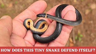 Can you describe 5 ways the tiny Ringnecked Snake defends itself from predators [upl. by Gavini]