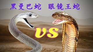 动物 2021 2021年 动物｜眼镜王蛇VS黑曼巴蛇｜眼镜王蛇｜黑曼巴蛇｜动物世界 [upl. by Milah]