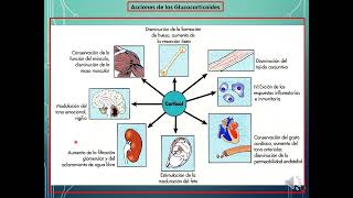 Eje hipotálamohipófisiscorteza adrenal [upl. by Eenar956]