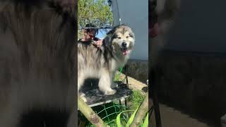 Alaskan malamute FiBi grooming AlaskanMalamute MalamuteGrooming ГрумингМаламута [upl. by Arodnahs]