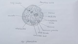 plasmodium  classification of plasmodium  comment of plasmodium  diagram of plasmodium diagram [upl. by Uriia615]