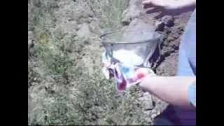 Getting rid of Grasshoppers  The flour trick from Freedoms Garden Part 2 [upl. by Mizuki]