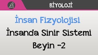 İnsan Fizyolojisi  İnsanda Sinir Sistemi  Beyin 2 [upl. by Sivart]