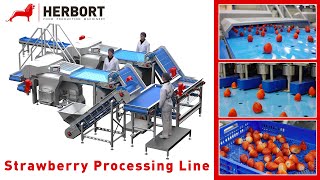 Strawberry Processing Line I Herbort [upl. by Courtund854]