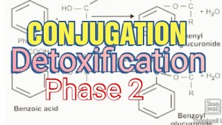 Conjugation Biochemistry Metabolism of Xenobiotics Phase 2 [upl. by Aleehs]