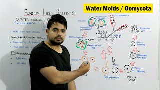 Water molds Oomycota  Fungus Like Protists  Chapter Protista and Fungi [upl. by Anirual]