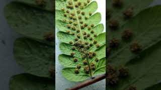 Spores in the sporangia that are subtended by leaflike appendages called sporophylls [upl. by Adlanor]