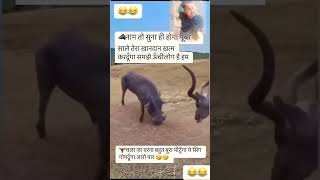 नाम तो सुना होगा पुम्बा 😂 funny comedy duet animals memes comedyshorts funnyshorts funny [upl. by Normand]