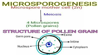 Microsporogenesis and Structure of Pollen grain  Reproduction in Lower amp Higher plants Part3 [upl. by Soelch]