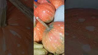 pumpkins wow 😯😮pumpkin shorts trending viralvideo vegetables [upl. by Nalniuq]