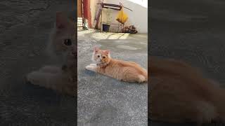 Sanjis morning routinewatching passerby cat himalayancat persiancat adorablecats cutecat [upl. by Nolyad]