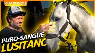 PURO SANGUE LUSITANO UM CAVALO QUE NASCEU PARA SER MONTADO  RICHARD RASMUSSEN [upl. by Ahsenar]