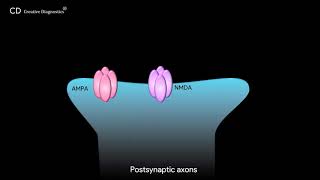 Glutamatergic Synapse Pathway Creative Diagnostics [upl. by Pimbley990]