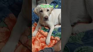 My vegitarian dog 😂😂 🫛🫛shorts dog viral vegitarian dog food [upl. by Nelie]