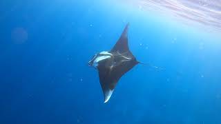 Snorkeling in Sharks Bay Sharm El Sheikh Egypt Red Sea May 2021 [upl. by Nitaf]