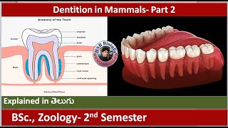 Dentition in mammals  Part 2  Dental Formula  Structure of Teeth  HSR Bioinfo [upl. by Bride]