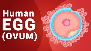 Structure of Human egg ovum  Biology  Fertilization [upl. by Feeney]