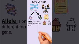 Difference between allele and gene genetics biotechnology [upl. by Quinta395]