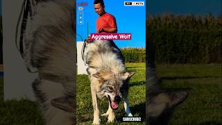 Huge and Aggressive Dog Breed  Wolf Hybrid shorts ytshorts viralshorts wolf [upl. by Eelah]