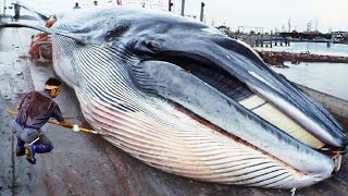 Japanese Traditional Food Whale Meat  Whale Meat Cutting Skill in Japan [upl. by Relyt]