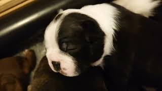 Pupdate 20 days old httpswwwpets4homescoukclassifiedsyvje63djkbostonterrierpuppiessou [upl. by Dranyar]