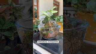 How to water kokedama Japanese gardening technique garden plants greengoatales [upl. by Schifra448]