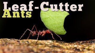 The LeafCutter Ants Natures Tiny Farmers [upl. by Lammaj]