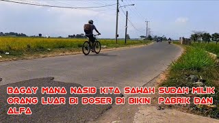 pesawahan paling indah di bandung menuju panen [upl. by Susi]