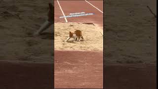 082 Softball Surprise A Cats Unexpected Visit AnimalFriendship CatChronicles funnyanimals [upl. by Ahsonek716]