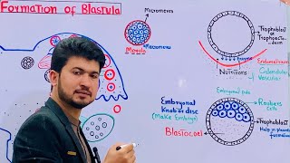 Blastula or blastocyst formation class 12 Early embryonic development class 12 Blastocoel [upl. by Aihsenet]