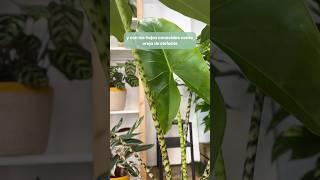 Alocasia Zebrina en nuestra tienda de zaragoza [upl. by Jolynn371]