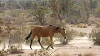 Wild Horses in Mohave County Arizona [upl. by Eanrahs]