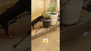 Melhor remédio para cachorro que está vomitando é o mato pets cachorro pinscher [upl. by Esinehs]