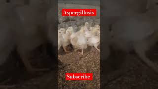 Aspergillosis in broiler broiler poultry birds foryou chicken poultrydisease aseelmurga [upl. by Arais]