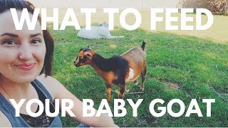 What to feed your new BABY GOAT [upl. by Akema]