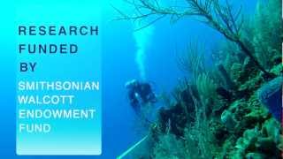 Acroporid Demographics Threatened Coral Conservation [upl. by Patten137]