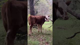 Forty Years Of Selective Breeding Shorthorn Cattle  farming familyfarm shorthorn cattle fyp [upl. by Dlanar]