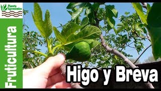 DIFERENCIAS entre un HIGO y una BREVA que no son frutos🍠 [upl. by Nomzed]