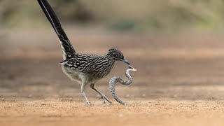 Rattlesnake Fight With Roadrunner Bird [upl. by Notlil]