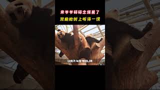 宋爷爷又开始碎碎念烦熊了，双胞胎在树上听得一愣一愣 大熊猫 辉宝睿宝 宋爷爷 [upl. by Cora]