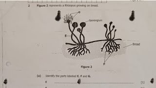 Rhizopus growing on bread  Biology [upl. by Heber202]