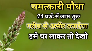 अपामार्ग पौधा  Apamarga Plant अपामार्ग चिरचिटा की जड़ Chirchita Ke totke [upl. by Eikin978]