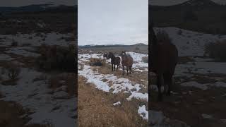 Wild Horses Coming to See Us [upl. by Ydnis]