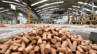 Wine Cork Making in Factory  Harvesting 70 Million Cork Wine and Processing in factory [upl. by Saiasi276]