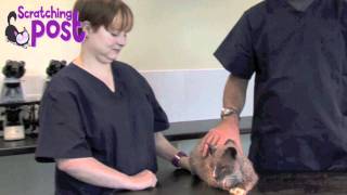 How to Apply flea treatment to your cat [upl. by Teena223]