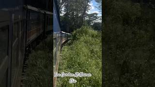 Tea Garden Seen From Trainteagarden srilanka nuwaraeliya toytrain tourism [upl. by Nimrak]