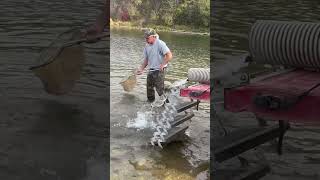 Rainbow trout stocking at foster Arends park in Rochester Minnesota part one Shorts [upl. by Chemosh22]