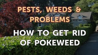 How to Get Rid of Pokeweed [upl. by Millie277]